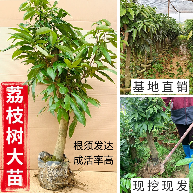 荔枝树大苗桂味妃子笑圈枝树桩阳台盆栽庭院绿化矮化效果好果树苗