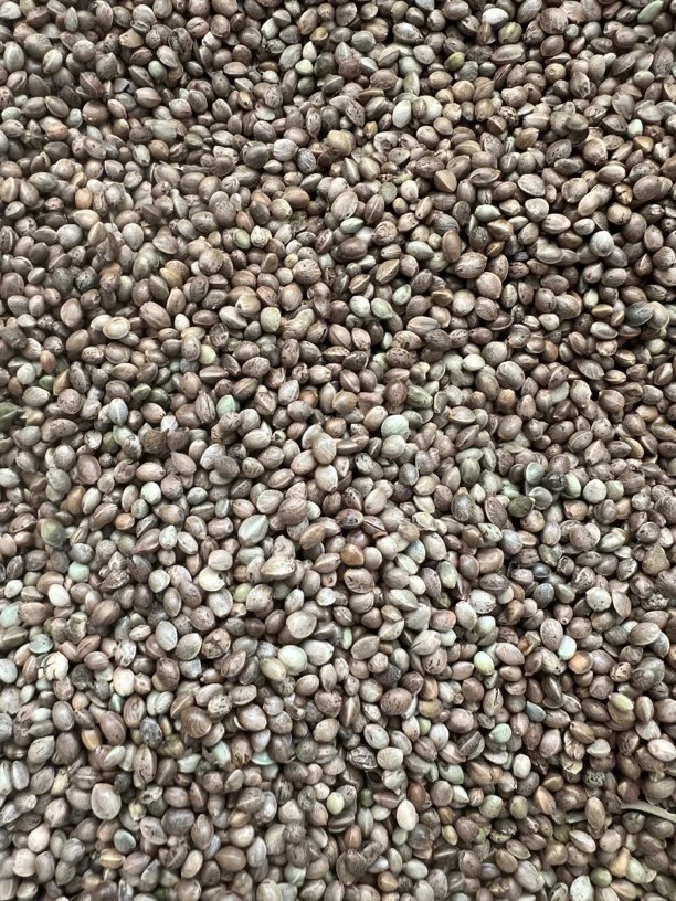 赛鸽麻子，1袋5斤鸽子火麻子鸽粮