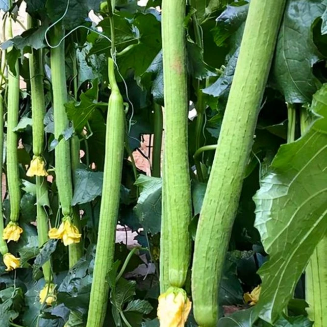 荷兰雅绿丝瓜种子苗春季秋四季菜园大棚长丝瓜种籽蔬菜种孑