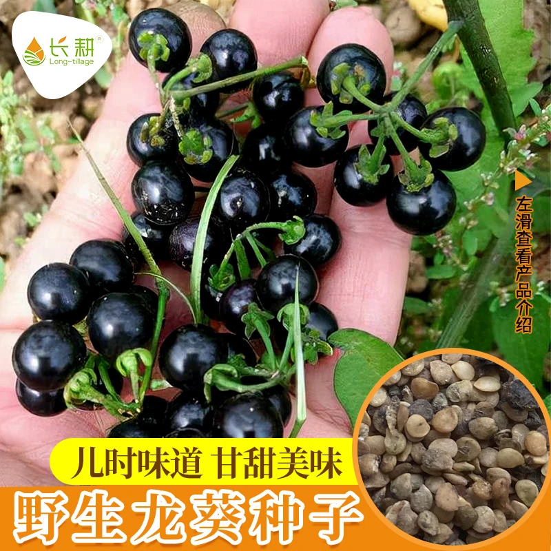 东北龙葵种子黑悠悠水果种籽四季阳台盆栽黑黝黝果蔬菜种孑籽
