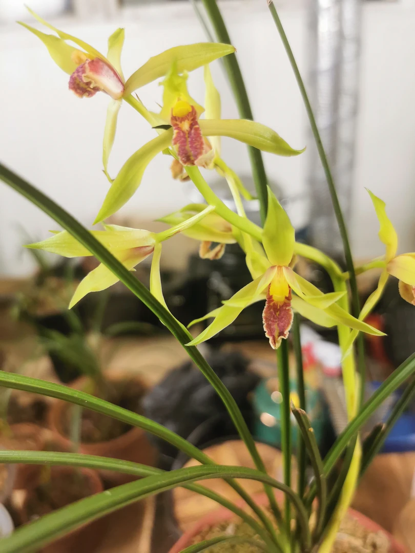 兰花精品庭院绿植盆栽蕙兰春兰细叶寒兰各种栽培兰花苗