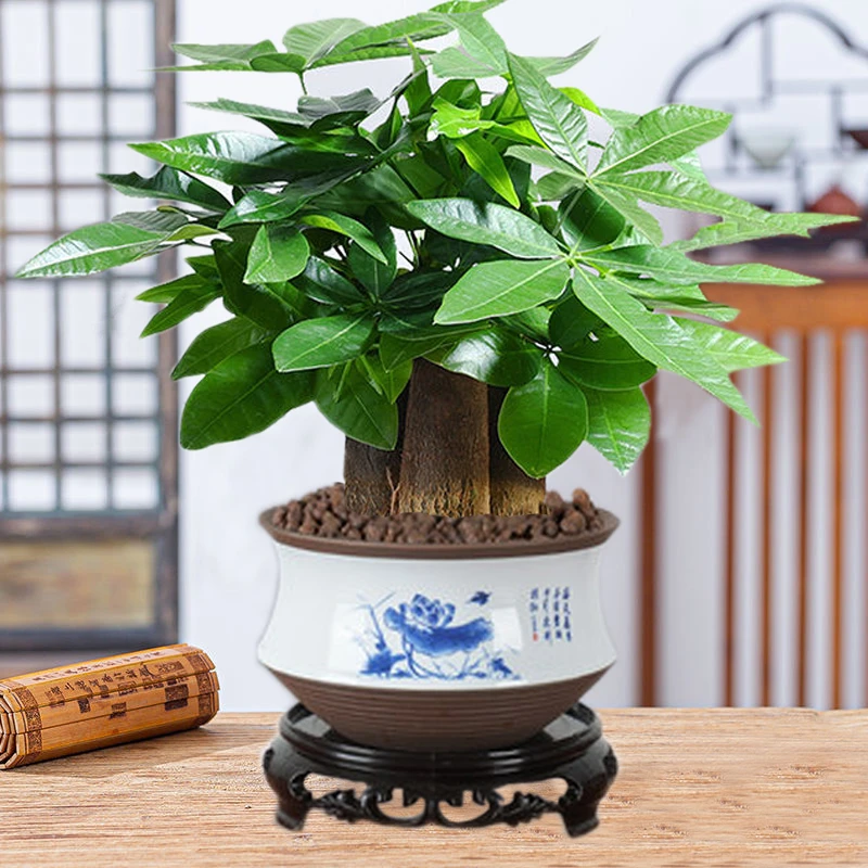 发财树盆栽桌面花卉绿植办公室内净化空气四季常青招财植物小盆景