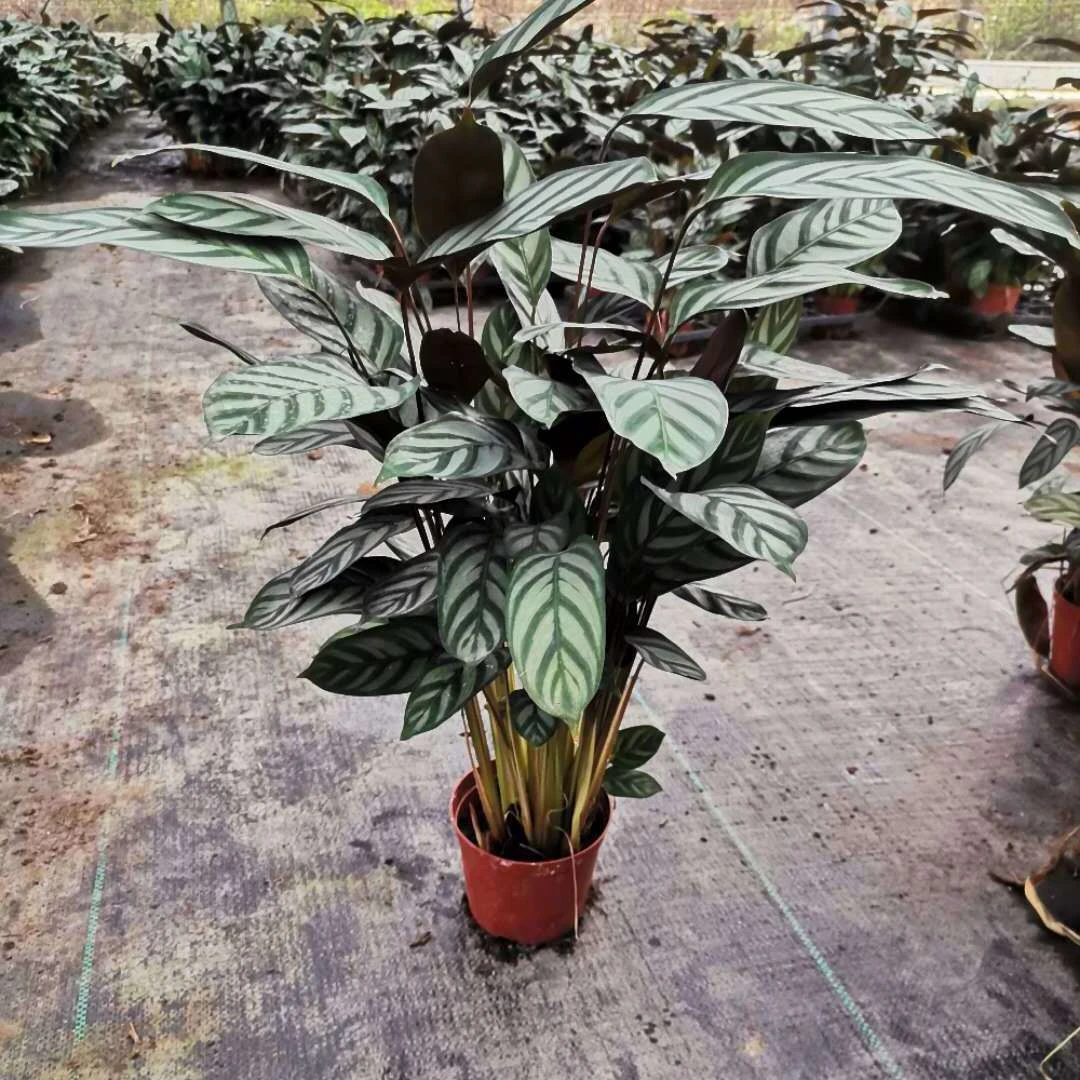 新飞羽竹芋盆栽植物青苹果红美丽紫贝翠玉观叶绿植净化空气吸甲醛