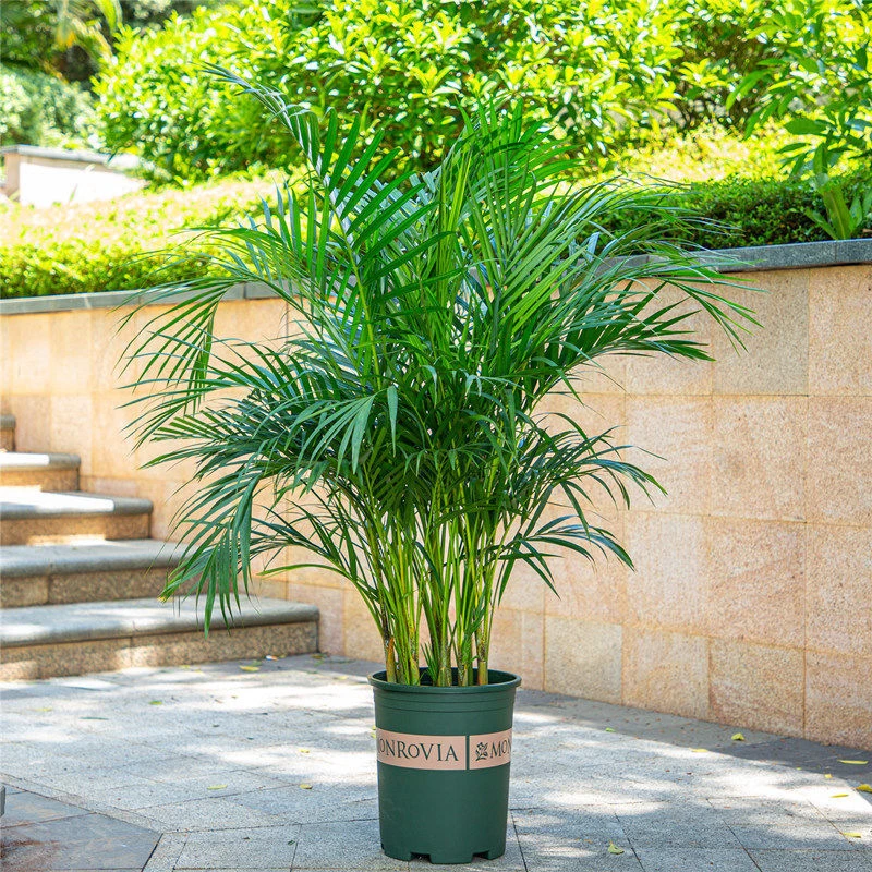 富贵椰散尾葵盆栽室内花卉绿植凤尾竹客厅绿植好养植物袖珍椰子