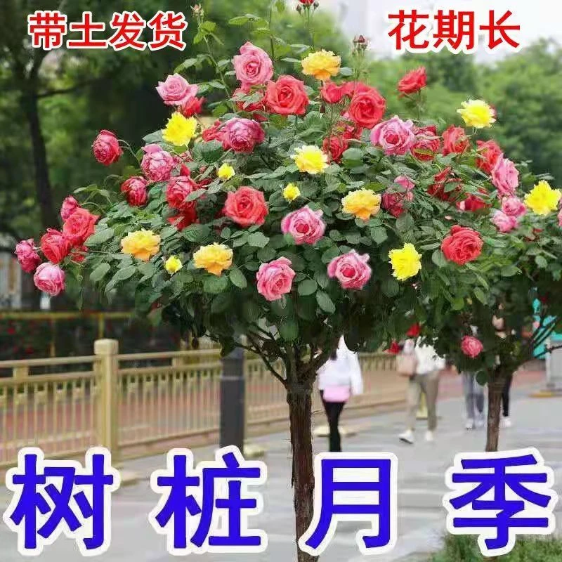 棒棒糖嫁接树桩月季花苗