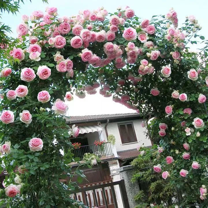 月季花苗盆栽 藤本月季 爬墙月季花