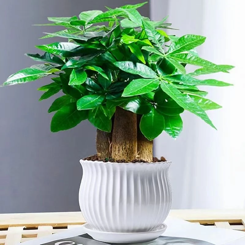 发财树盆栽绿萝花卉绿植室内客厅阳台桌面摆件