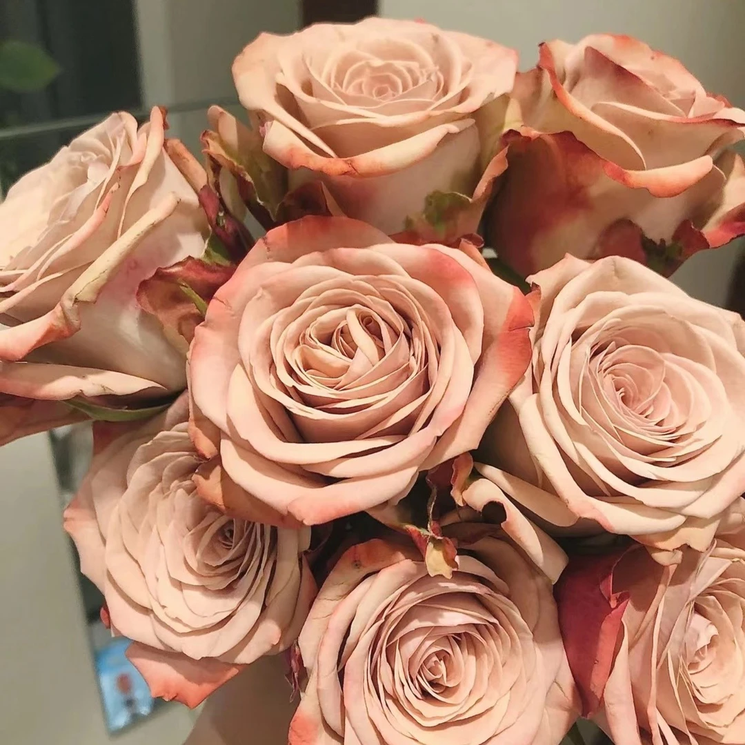 云南鲜花   卡布奇诺20支【一单中通，两单发顺丰】