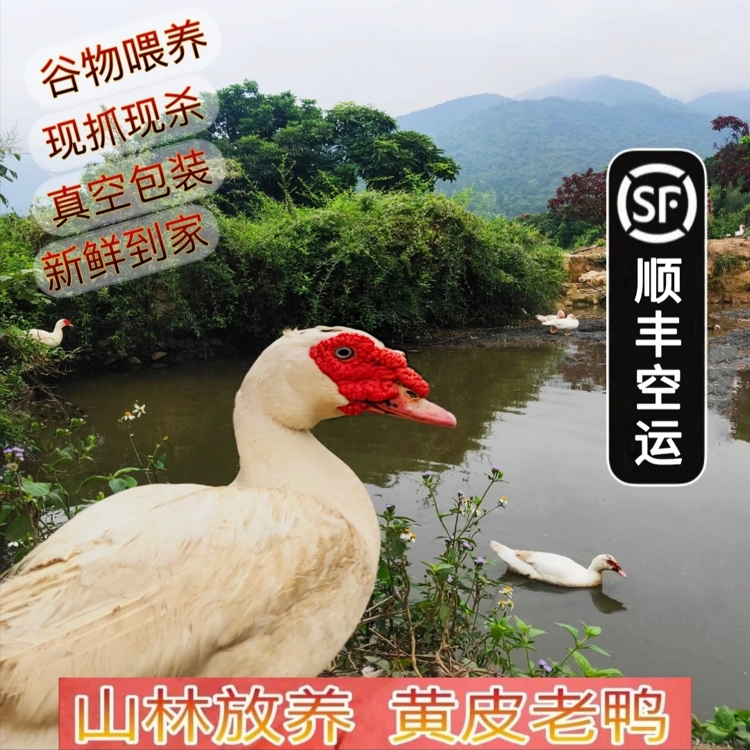 莆田特产 山里散养红鼻弯老鸭(整只5.6斤左右)