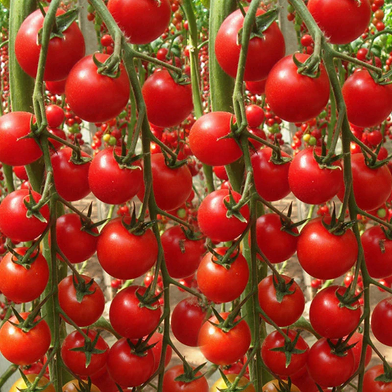 【拍2发3】 小番茄种子 阳台盆栽菜园蔬菜种籽红圣女果