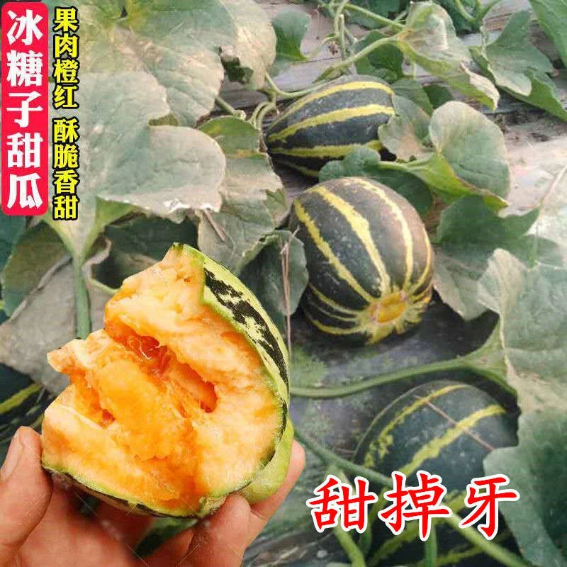 【拍2发3】冰糖子香瓜种子 甜掉牙水果花皮酥脆甜