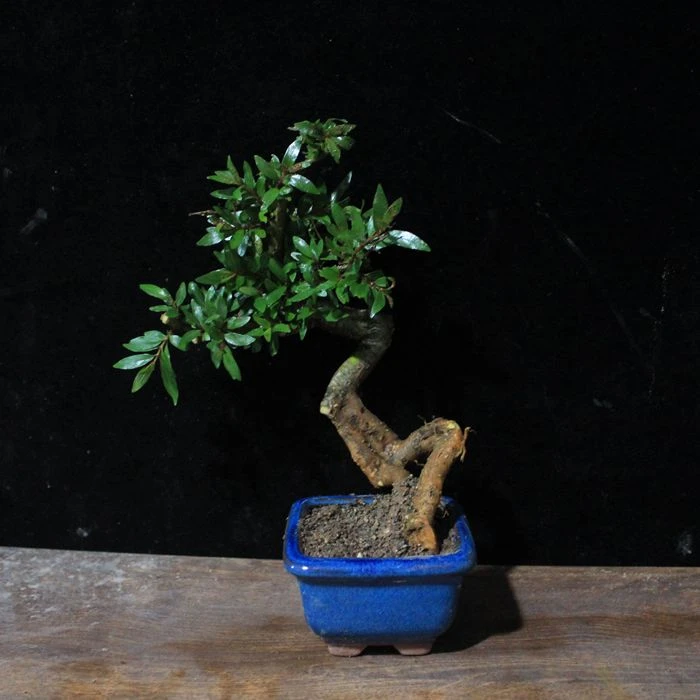 绿植花卉老鸦柿黄荆水杨梅