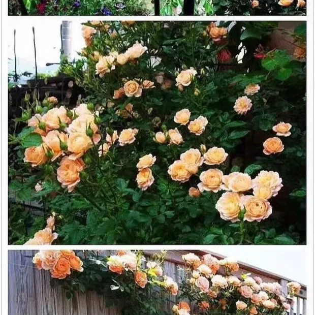 甜梦爬藤月季做花城拱门造型月季花园植物冬季橙色春季夏季栽培