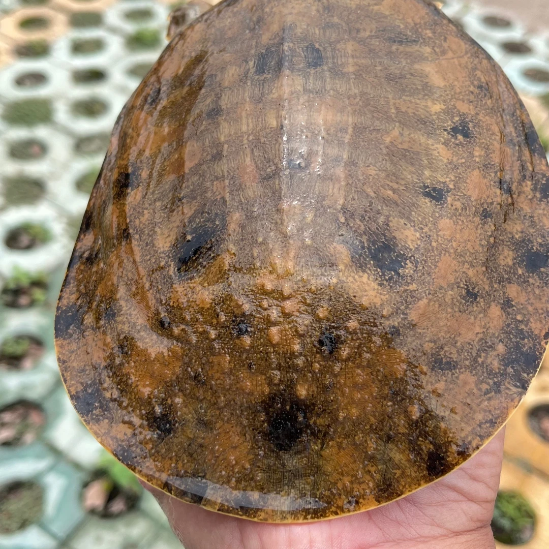 湖南省山区好甲鱼一只