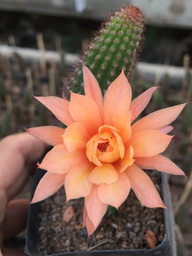 黄金纽开花仙人柱多肉植物盆栽一件包邮