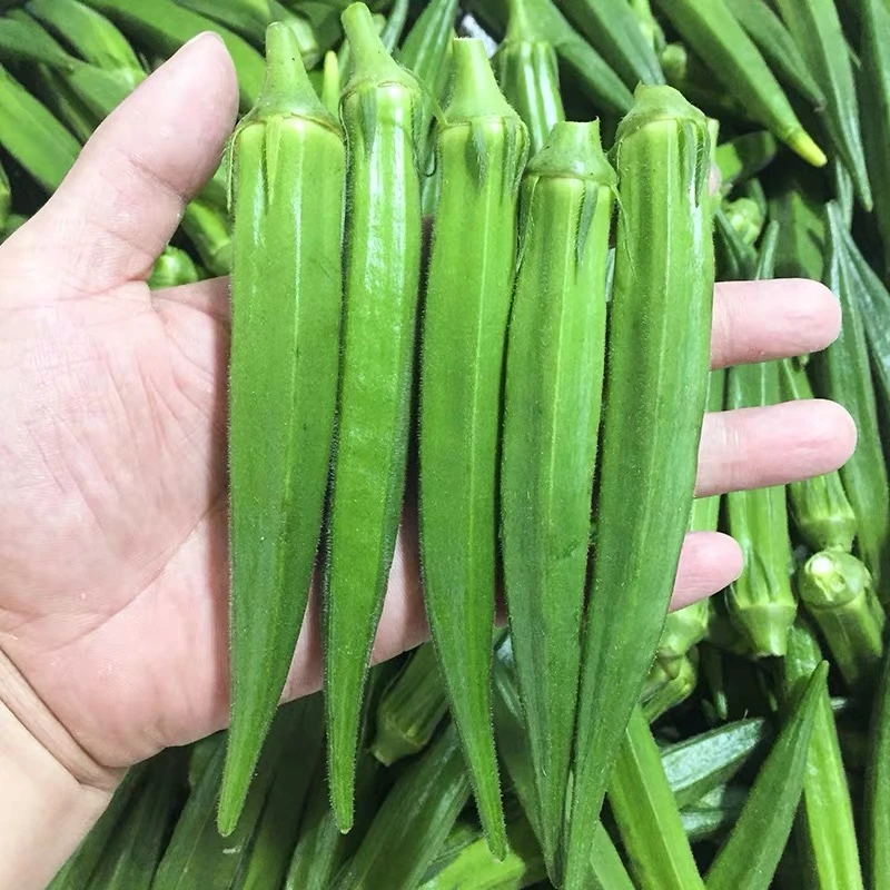 现摘现发新鲜秋葵1-5斤水果秋葵黄秋葵羊豆农家种植新鲜蔬菜凉拌