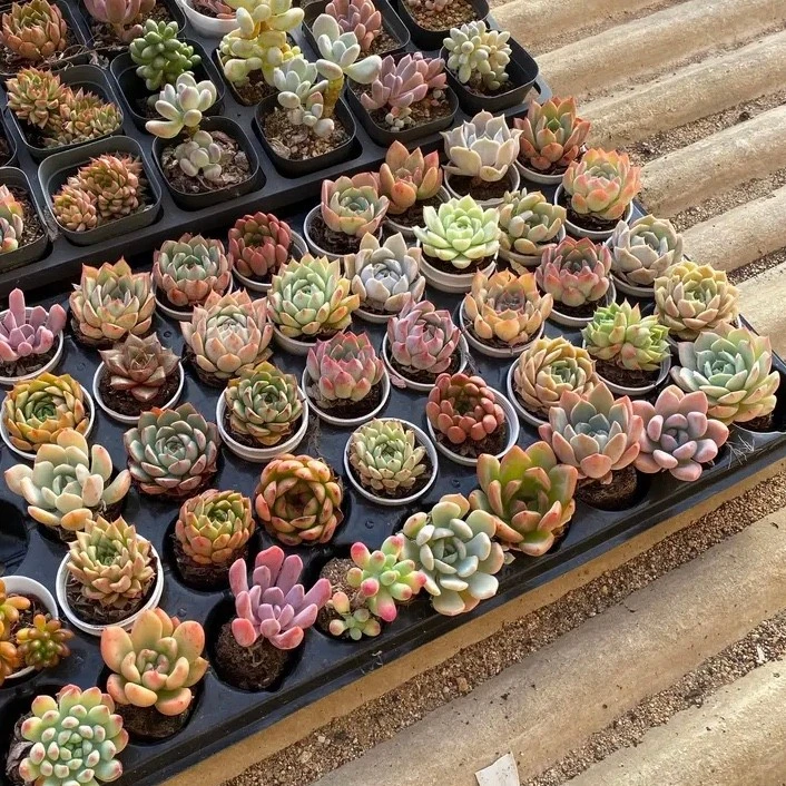 新手宝宝必入！4颗精养肉肉 拍多单品种不重复 15天内发货