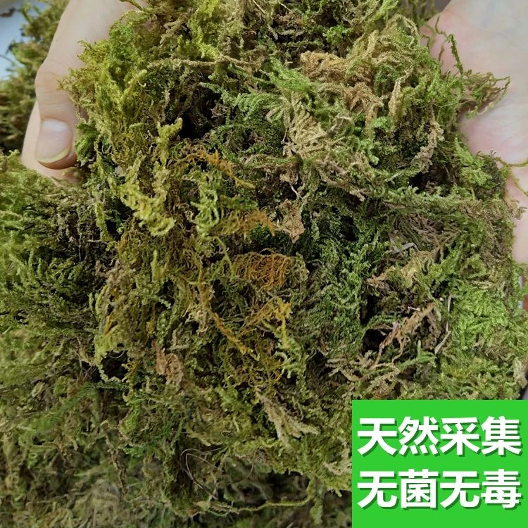 干苔藓蝴蝶兰专用干水苔兰花营养土多肉种植嫁接乌龟冬眠垫材基质