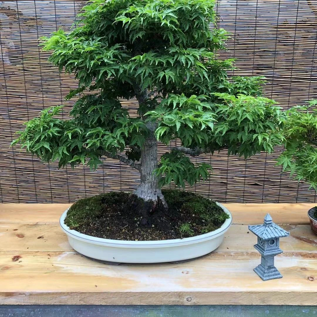 墨思盆景 榆树 直播间 一物一拍