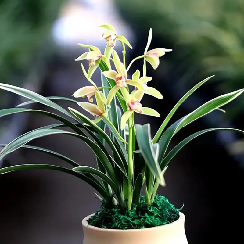 建兰【大果冠】兰花春季开花金边绿植优质庭院美观浓香粉绿色花卉