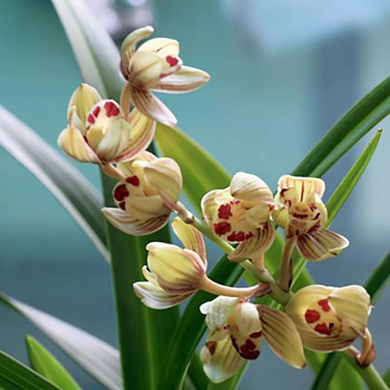 建兰【金荷】浓香型荷瓣兰花盆栽花期6月-11月新手种植室内花卉绿植