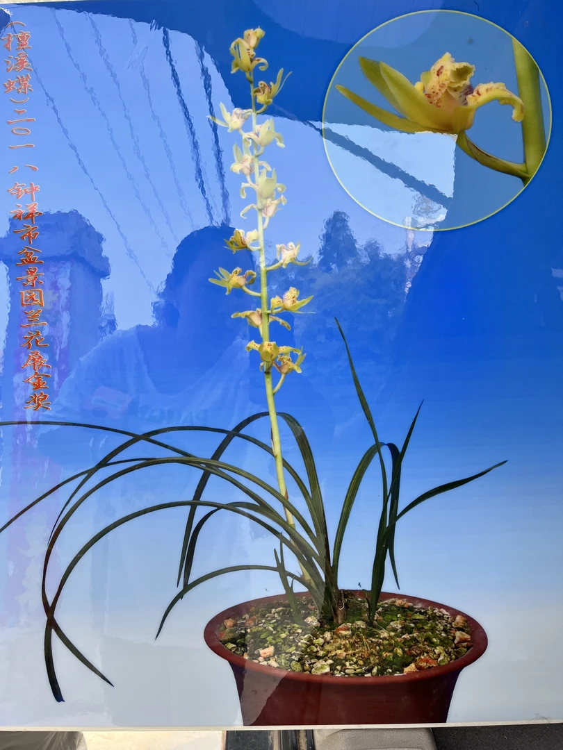 精品惠兰莲花佛手