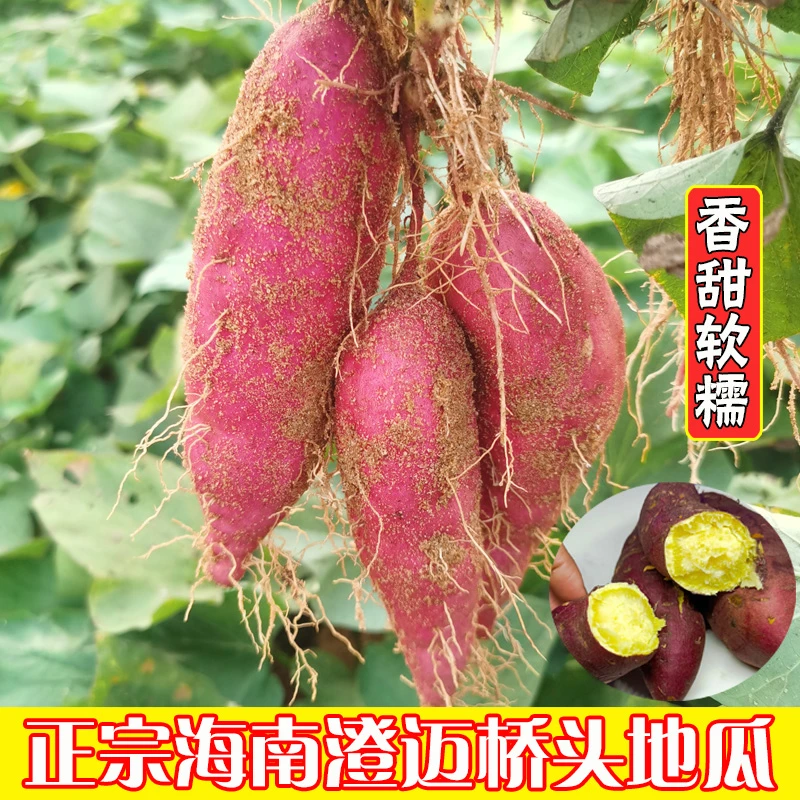 海南澄迈桥头富硒地瓜新鲜农家种植沙地板栗薯现挖现发5斤装