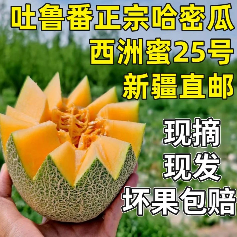 新疆特产吐鲁番西州蜜25号哈密瓜5-8斤皮薄脆甜多汁时令新鲜水果