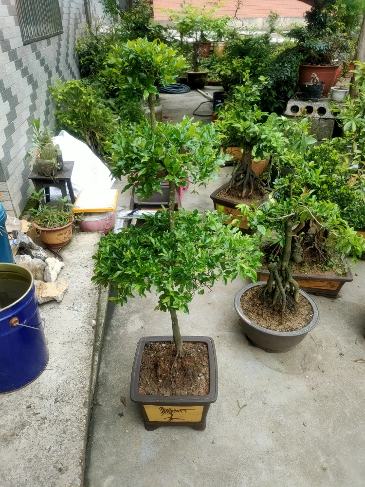 金弹子各种各样盆景