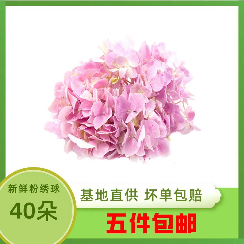 新鲜粉色绣球花 40朵 冷艺鲜材 酒店西餐料理摆盘装饰点缀鲜花草
