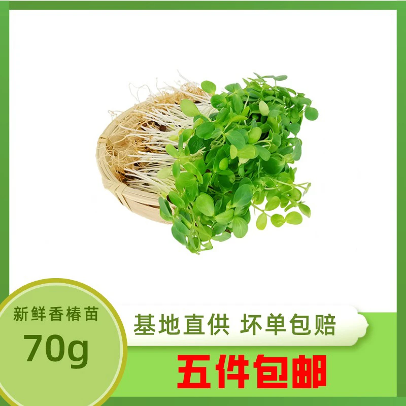 新鲜香椿苗70g  新鲜芽苗菜 可食用蔬菜 酒店西餐摆盘装饰点缀