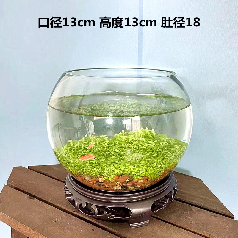 【中圆球瓶】水培微景观绿植套装桌面透明创意玻璃瓶造景鱼缸