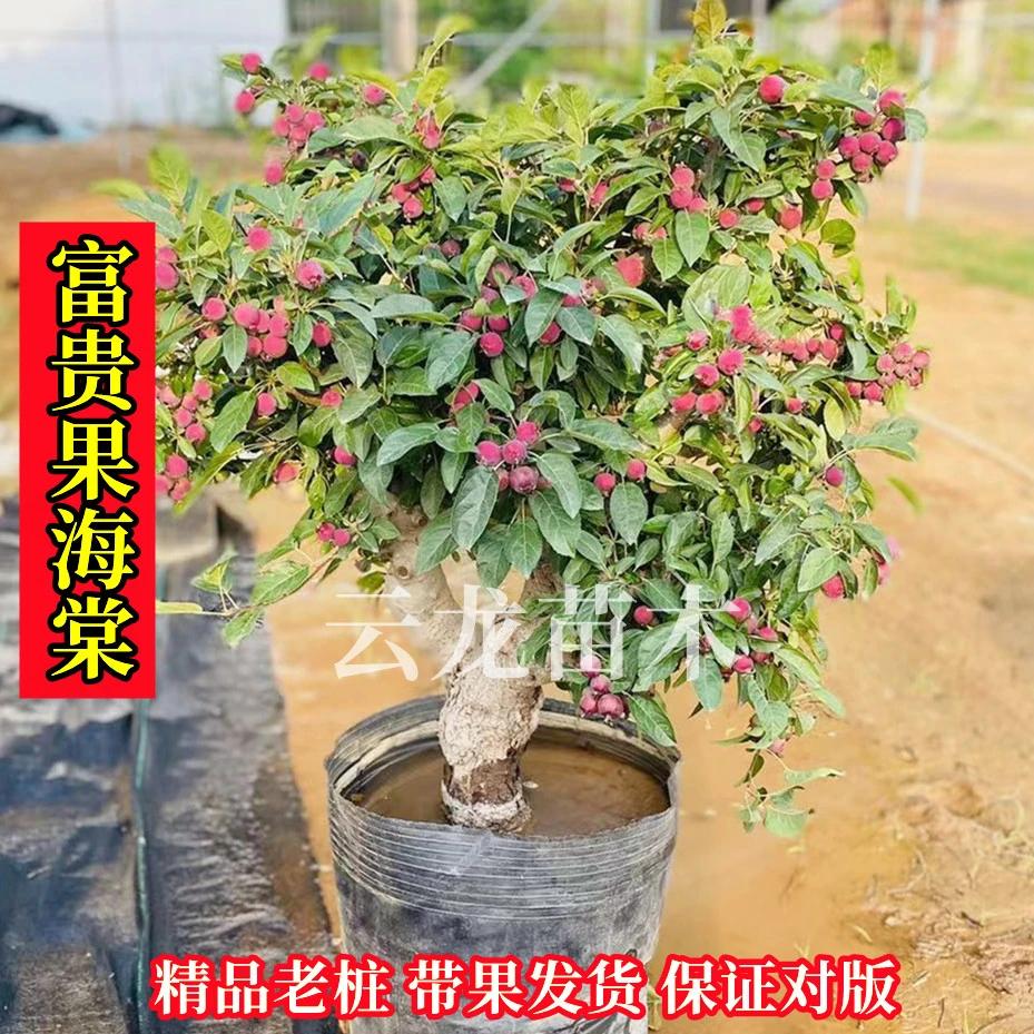 【直播一物一拍】绿植花卉盆栽花卉盆景老桩好养阳台庭院好吃