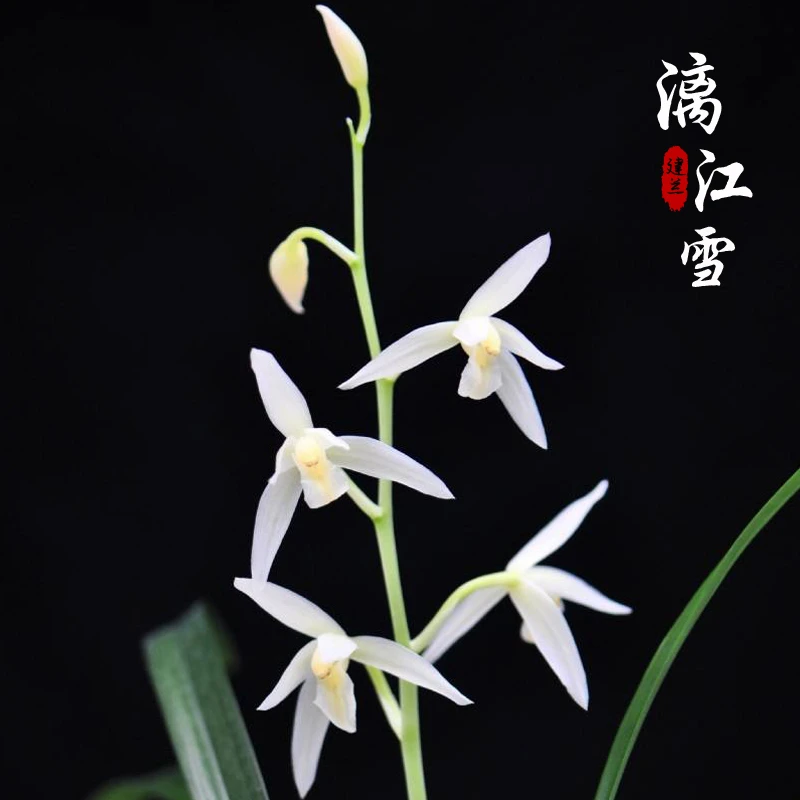 兰花盆栽植物室内四季建兰漓江雪浓香无花苞客厅阳台窗台名贵花卉
