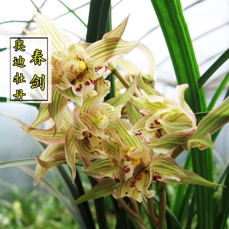 兰花苗春剑原生老种奥迪牡丹带花苞浓香型客厅花卉绿植盆栽养易活