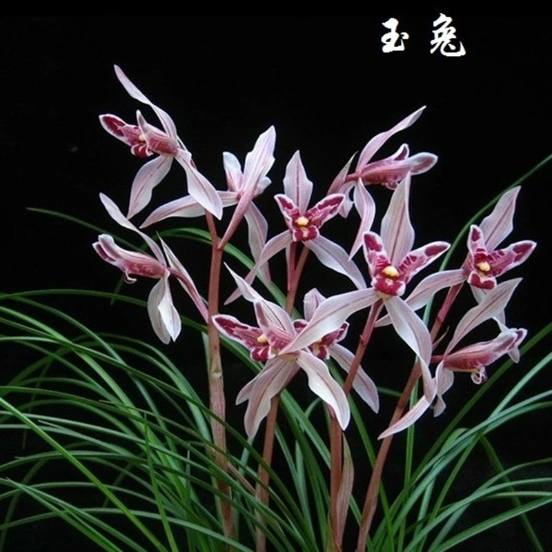 兰花莲瓣玉兔带花苞浓香彩蝶花卉绿植室内客厅盆栽植物好养易花