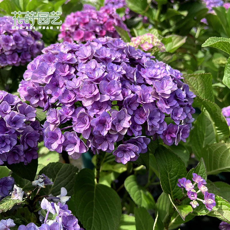 花莳园艺 5加仑【精品绣球】大花绣球花期长好养地栽庭院盆栽花园