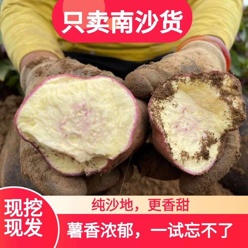 【只发南沙货】沙地南沙一点红番薯蜜薯非100%有紫心4.5/9斤装