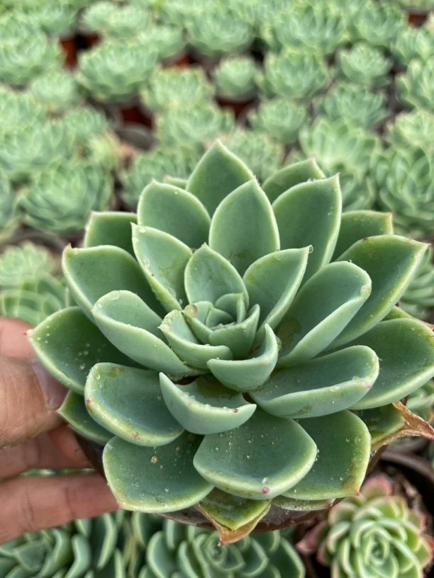 三色堇老桩多肉植物冠幅10厘米