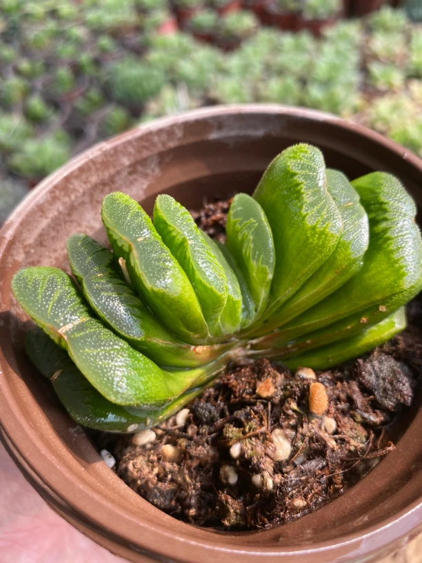 玉扇多肉9厘米盆