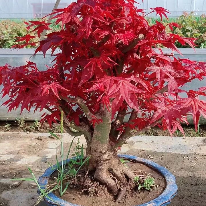 红枫高端老桩盆景耐寒