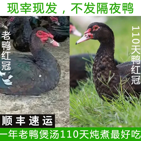正番鸭洋鸭麝香鸭红头鸭4-8斤/只发顺丰