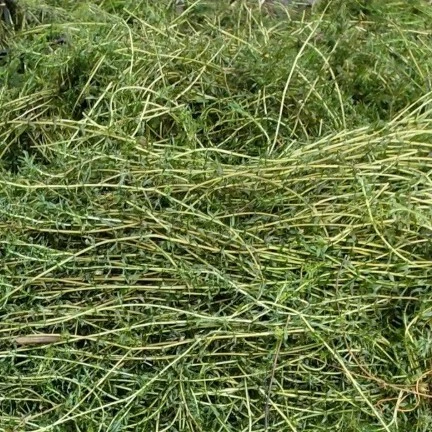 伊乐藻吃不败种籽苗鱼虾蟹养殖专用植物净化水质鱼缸水生植物水草