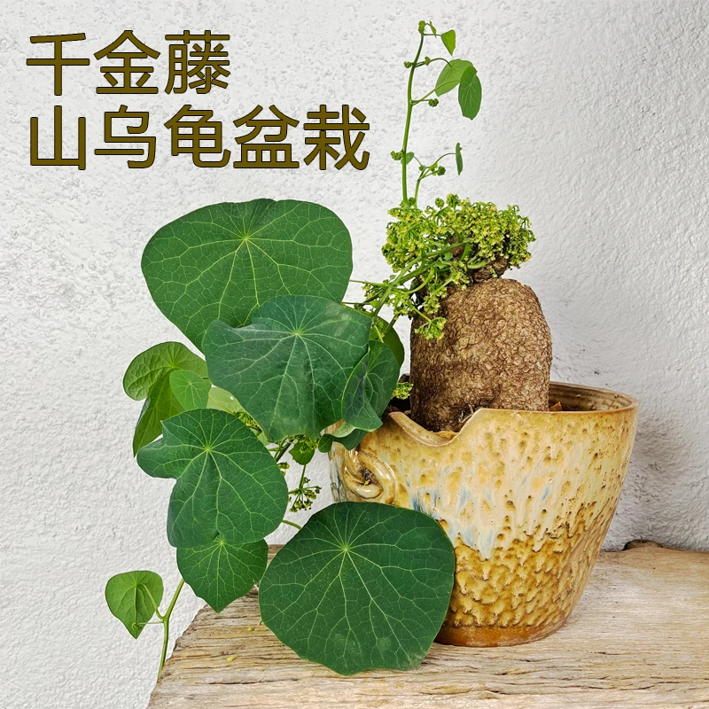堇年造景千金藤地不容植物山乌龟盆栽植物室内外爬藤绿植