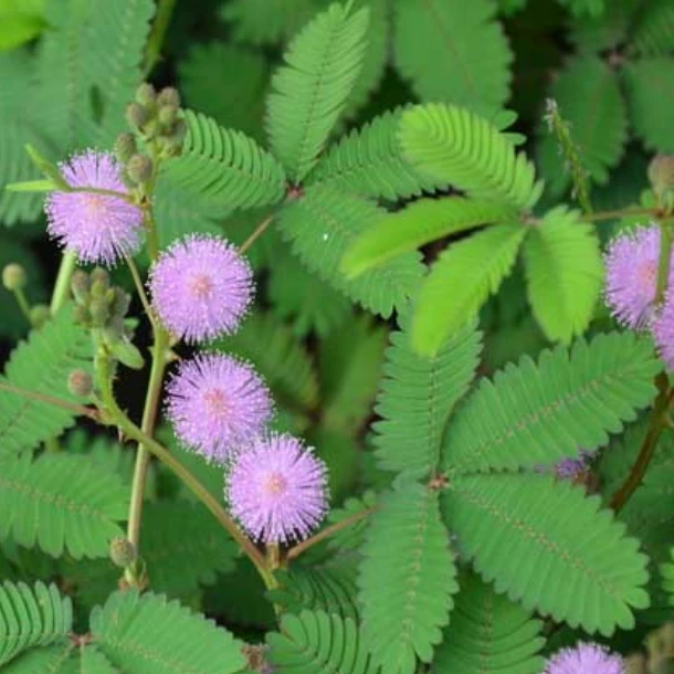 【害羞草】种子盆栽植物阳台绿植花卉种子薄荷种籽四季易种包邮