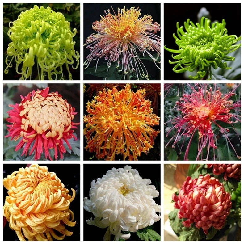 菊花种子【九月菊阳台易种】花籽四季花草种子多年生春季