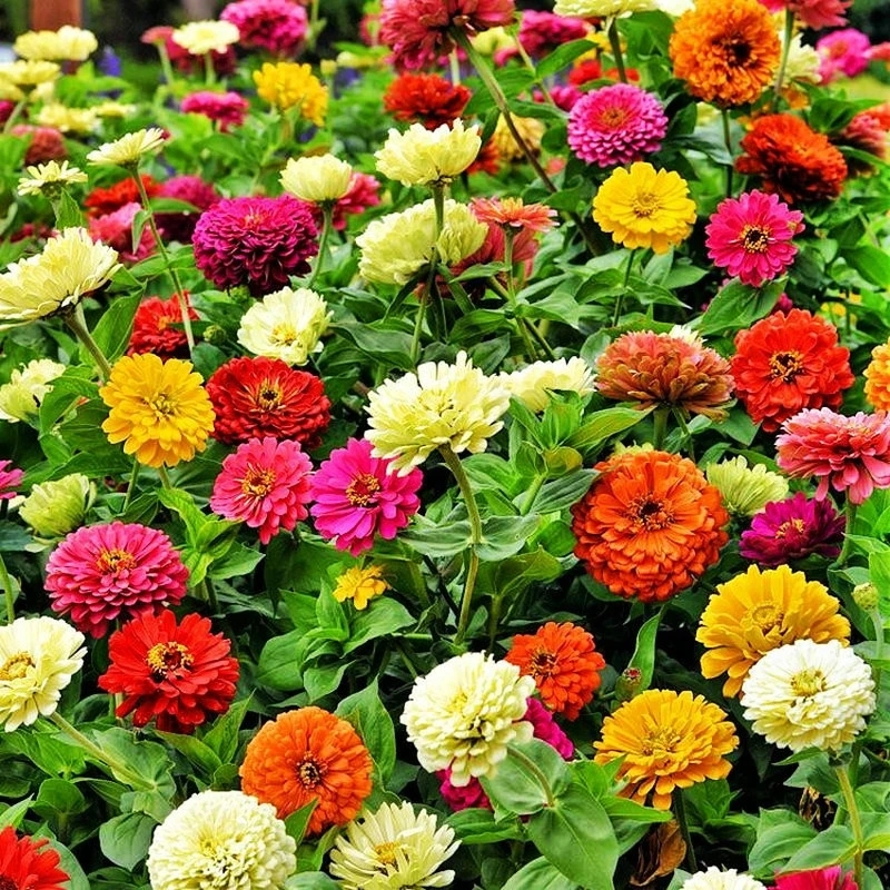 百日草四季易种野花道路庭院阳台开花步步高景观花海种子花草种子