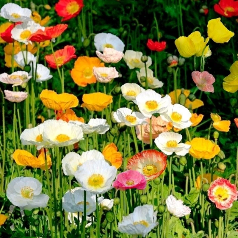 【虞美人种子混色冰岛虞美人】花种春秋季播种庭院室外耐寒花种籽孑