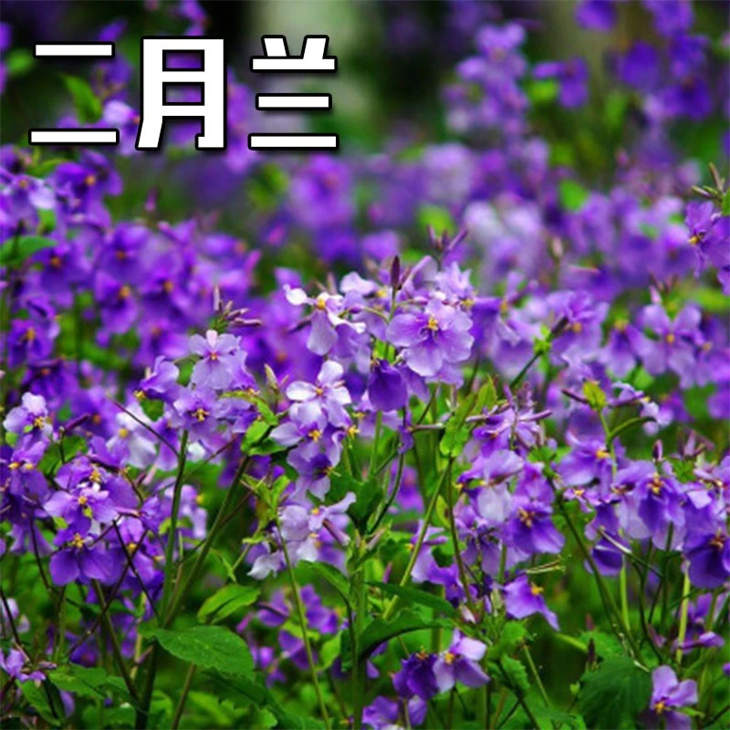 【二月兰种子四季花种】易活月见草植物耐热庭院园林绿化花卉种子