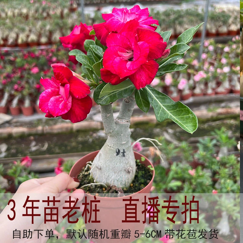 三年桩沙漠玫瑰基地按直播选购对应编号付款